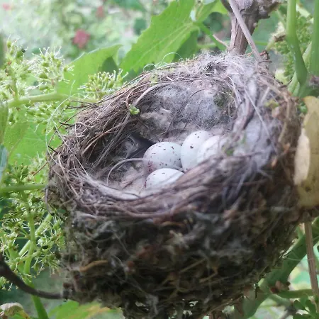 In De 7e Hemel * Grashoek