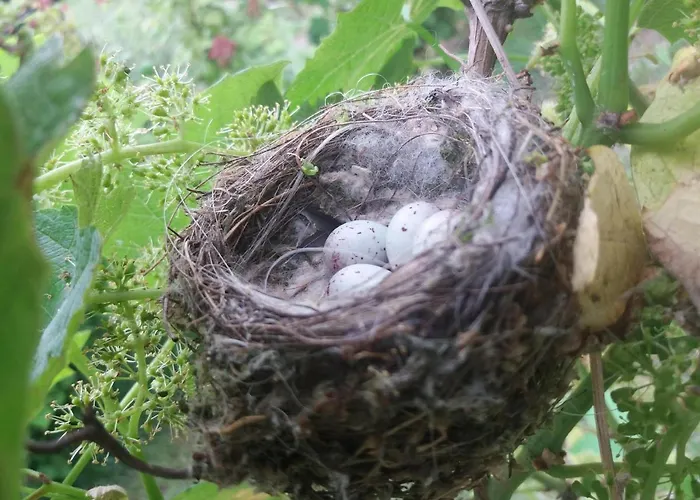 In De 7e Hemel * Grashoek